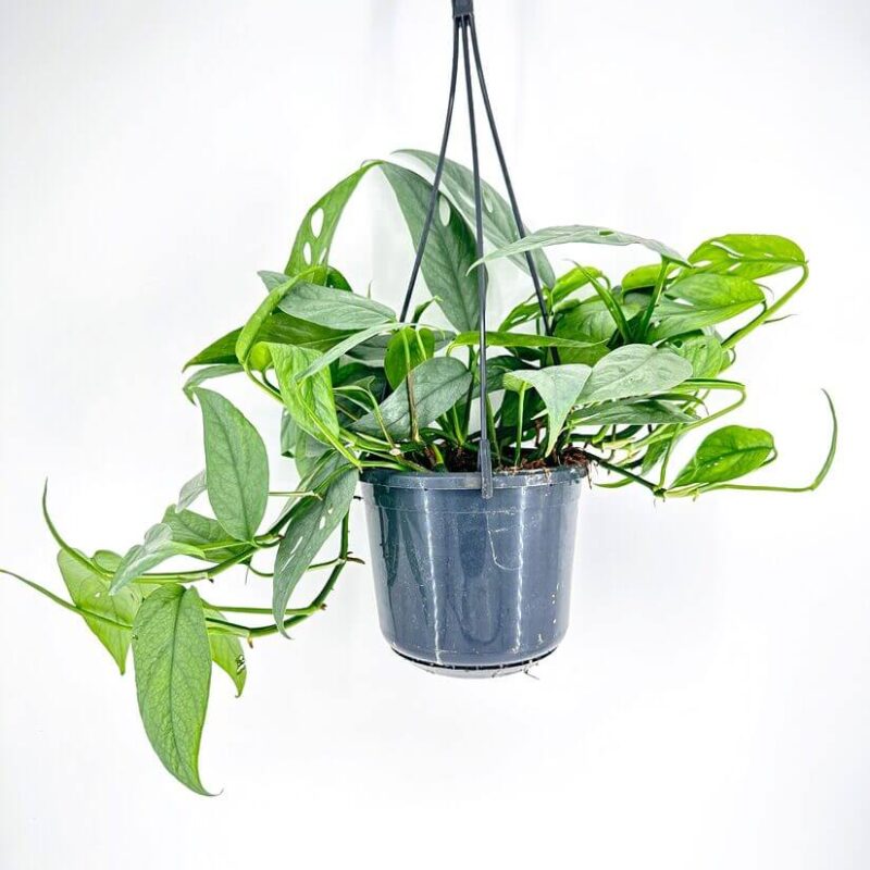 Epipremnum Pinnatum Cebu Blue Epipremnum Pinnatum Cebu Blue