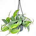 Epipremnum Pinnatum Cebu Blue