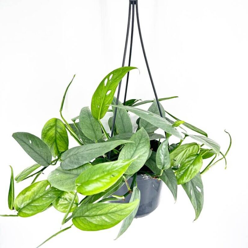 Epipremnum Pinnatum Cebu Blue Epipremnum Pinnatum Cebu Blue