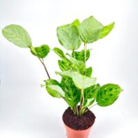 Maranta Leuconeura Kerchoveana Variegated Prayer Plant