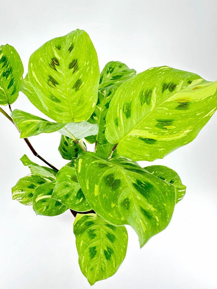 Close-up of a variegated Maranta plant, showcasing its striking patterned leaves, perfect for indoor gardening and low-light environments