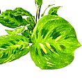Maranta Leuconeura Kerchoveana Variegated Prayer Plant