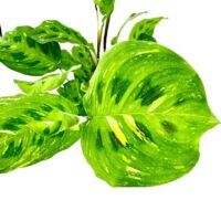 Maranta Leuconeura Kerchoveana Variegated Prayer Plant