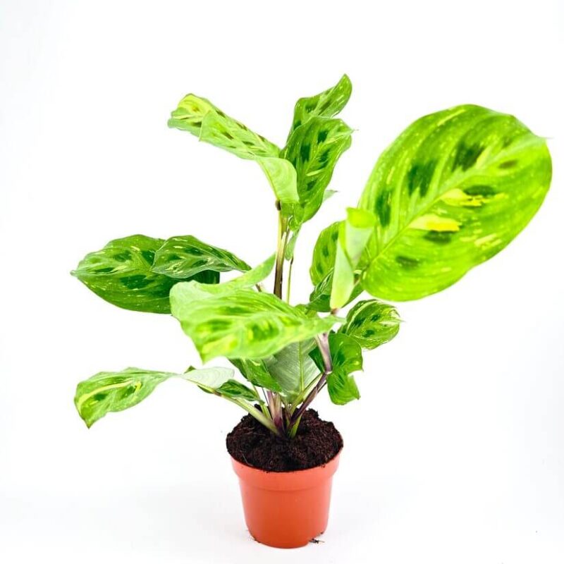 Maranta Leuconeura Kerchoveana Variegated Prayer Plant Maranta Leuconeura Kerchoveana Variegated Prayer Plant