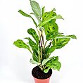 Maranta Leuconeura Kerchoveana Variegated Prayer Plant