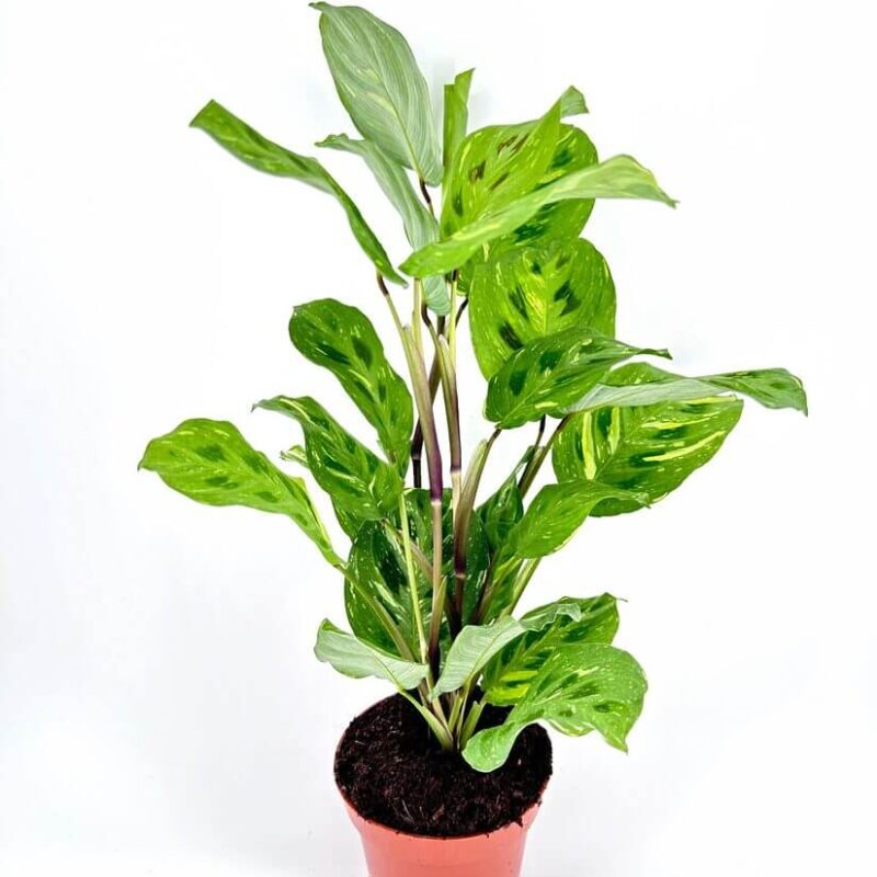 Maranta Leuconeura Kerchoveana Variegated Prayer Plant Maranta Leuconeura Kerchoveana Variegated Prayer Plant