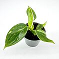 Philodendron White Princess