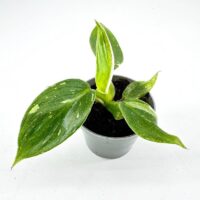 Philodendron White Princess