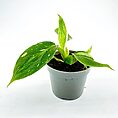Philodendron White Princess