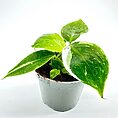 Philodendron White Princess