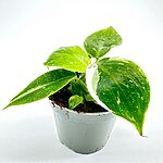 Philodendron White Princess