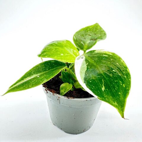 Philodendron White Princess