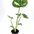 monstera thai