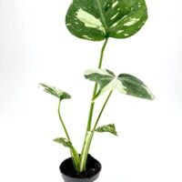 monstera thai