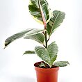Ficus Elastica Tineke Variegated Rubber Plant