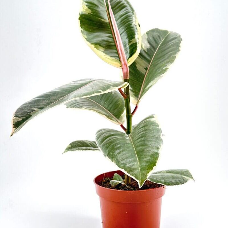 Ficus Elastica Tineke Variegated Rubber Plant Ficus Elastica Tineke Variegated Rubber Plant