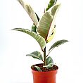 Ficus Elastica Tineke Variegated Rubber Plant