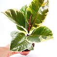 Ficus Elastica Tineke Variegated Rubber Plant