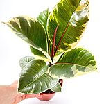 Ficus Elastica Tineke Variegated Rubber Plant