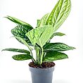 Monstera Karstenianum Peru Epipremnum Marble Planet