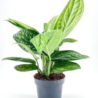 Monstera Karstenianum Peru Epipremnum Marble Planet
