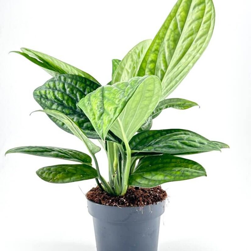 Monstera Karstenianum Peru Epipremnum Marble Planet Monstera Karstenianum Peru Epipremnum Marble Planet