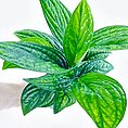 Monstera Karstenianum Peru Epipremnum Marble Planet