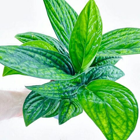 Monstera Karstenianum Peru Epipremnum Marble Planet