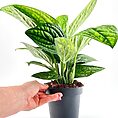 Monstera Karstenianum Peru Epipremnum Marble Planet