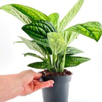Monstera Karstenianum Peru Epipremnum Marble Planet