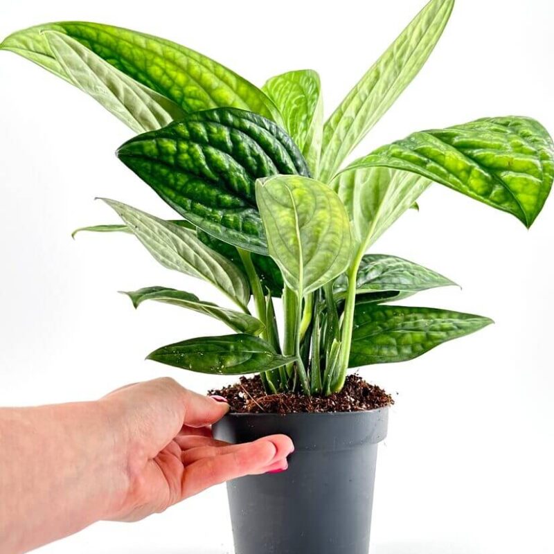 Monstera Karstenianum Peru Epipremnum Marble Planet Monstera Karstenianum Peru Epipremnum Marble Planet