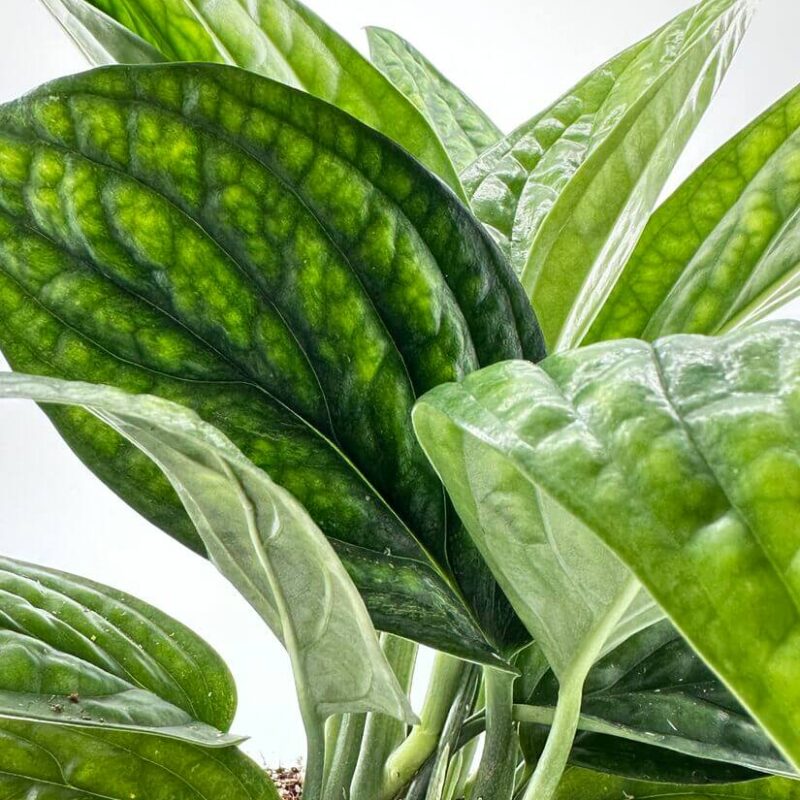 Monstera Karstenianum Peru Epipremnum Marble Planet Monstera Karstenianum Peru Epipremnum Marble Planet