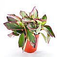 Peperomia Clusiifolia Jelly