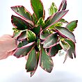 Peperomia Clusiifolia Jelly