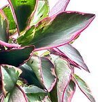 Peperomia Clusiifolia Jelly