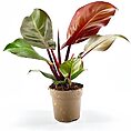 Philodendron Red Sun