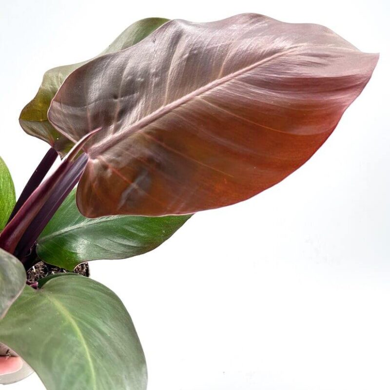 Philodendron Red Sun Philodendron Red Sun