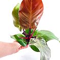 Philodendron Red Sun