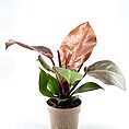 Philodendron Red Sun
