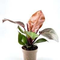 Philodendron Red Sun