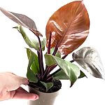 Philodendron Red Sun