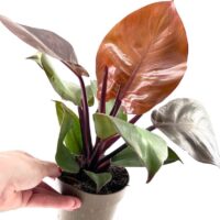 Philodendron Red Sun