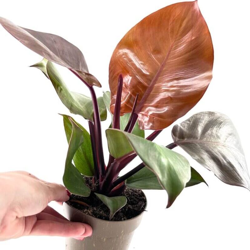 Philodendron Red Sun