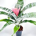 Bromeliad Aechmea Fasciata Primera