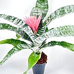Bromeliad Aechmea Fasciata Primera