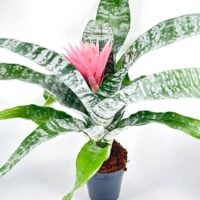 Bromeliad Aechmea Fasciata Primera