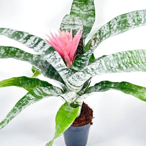 Bromeliad Aechmea Fasciata Primera