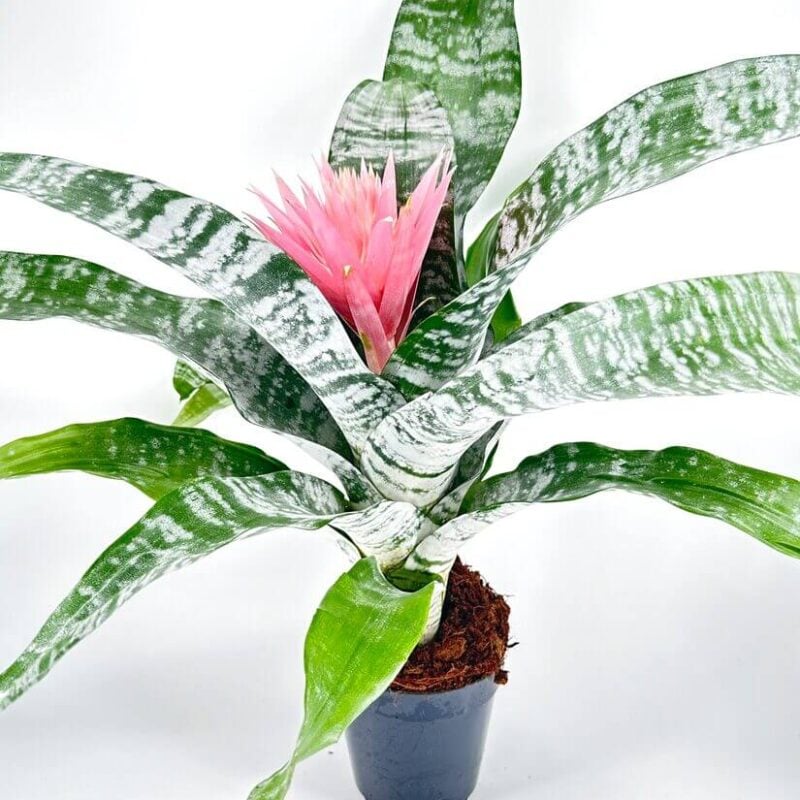 Bromeliad Aechmea Fasciata Primera