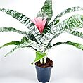 Bromeliad Aechmea Fasciata Primera