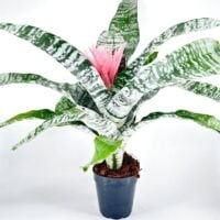 Bromeliad Aechmea Fasciata Primera
